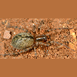 Chresiona invalida